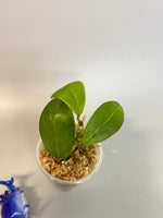 Hoya obscura - has roots