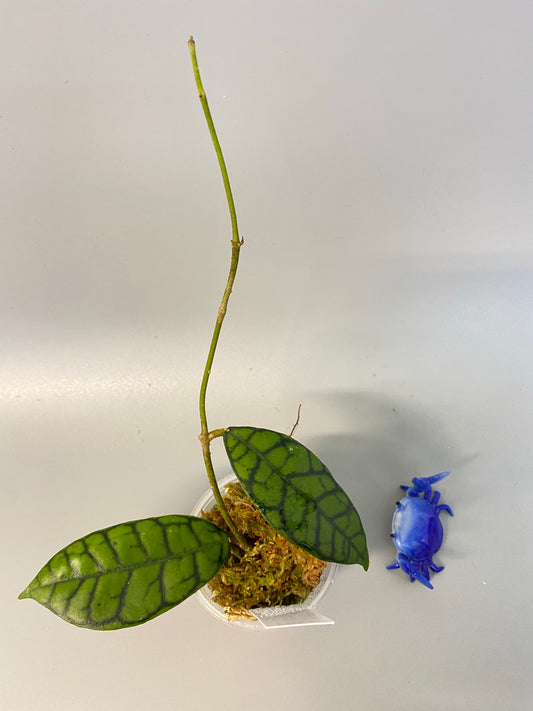 Hoya callistophylla - has some roots