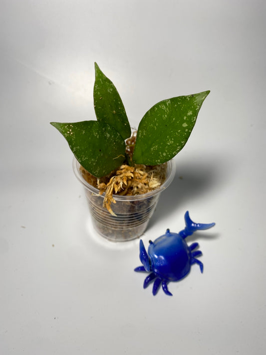 Hoya nabawanensis - unrooted