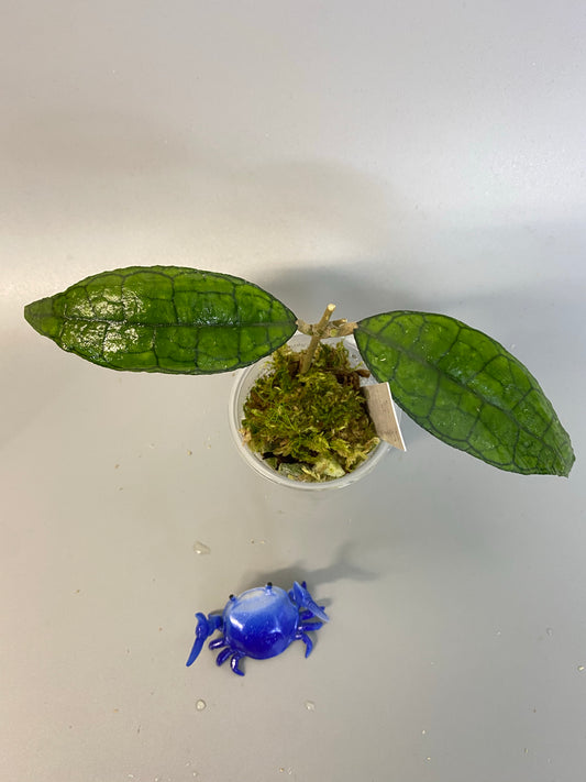 Hoya finlaysonii long leaf - new growth.