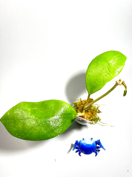 Hoya ‘hotlips’  - has some roots