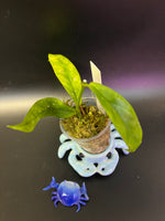 Hoya lobbii orange - Unrooted