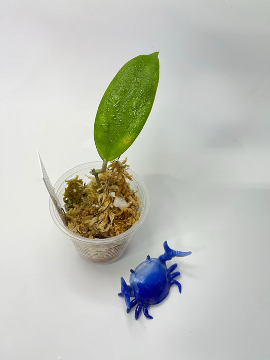 Hoya surisa (nicholsoniae x cv golden eye) - unrooted