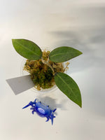 Hoya pallida - has some roots