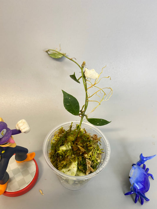 Hoya Rebecca - has some roots.