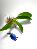 Hoya filiformis (Chlorantha var tihtuilensis) - Unrooted
