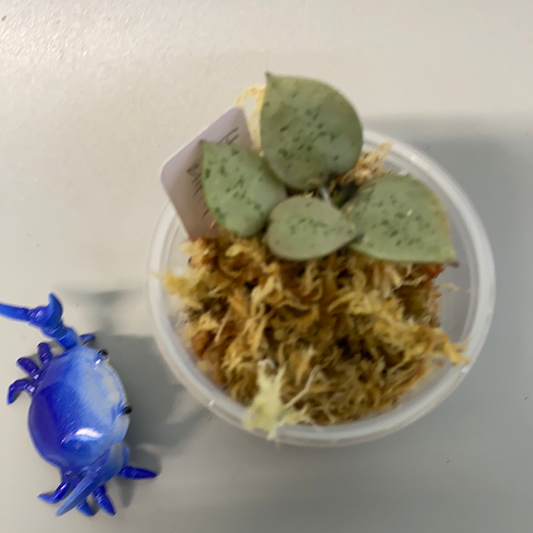 Reserved for Zuleica - Hoya super silver krohniana (eskimo)