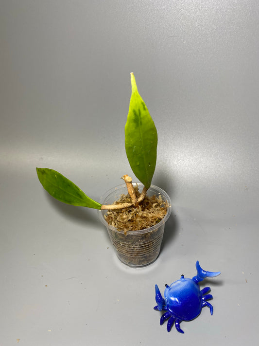 Hoya Estrella waterfall IML 1256 - unrooted