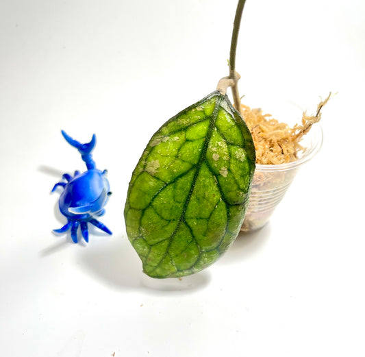 Hoya cv larisa splash  - Unrooted