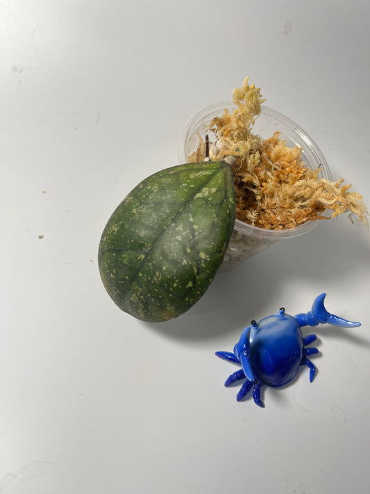 Hoya cv larisa splash  - has some roots