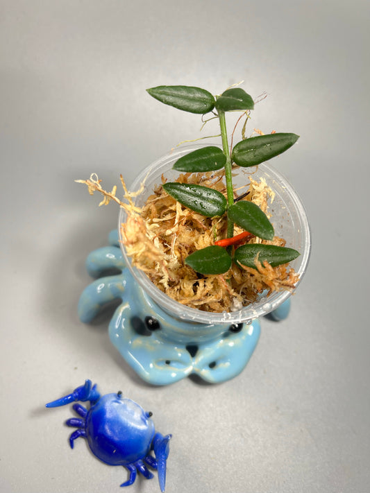 Hoya engleriana - Unrooted