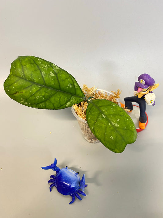 Hoya deykeae - unrooted