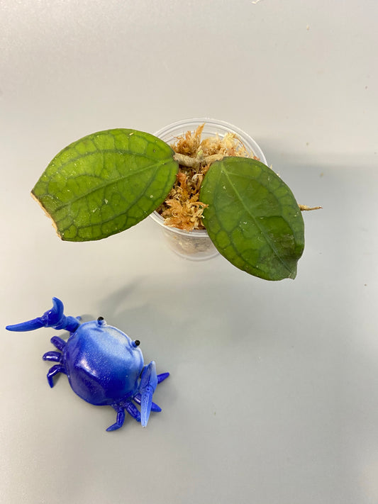 Hoya tequila sunrise - unrooted