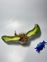 Hoya acuta variegata inner - unrooted