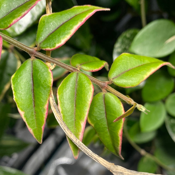 Hoya Bella outer variegation. (Albomarginata) - Fresh cut 3 nodes