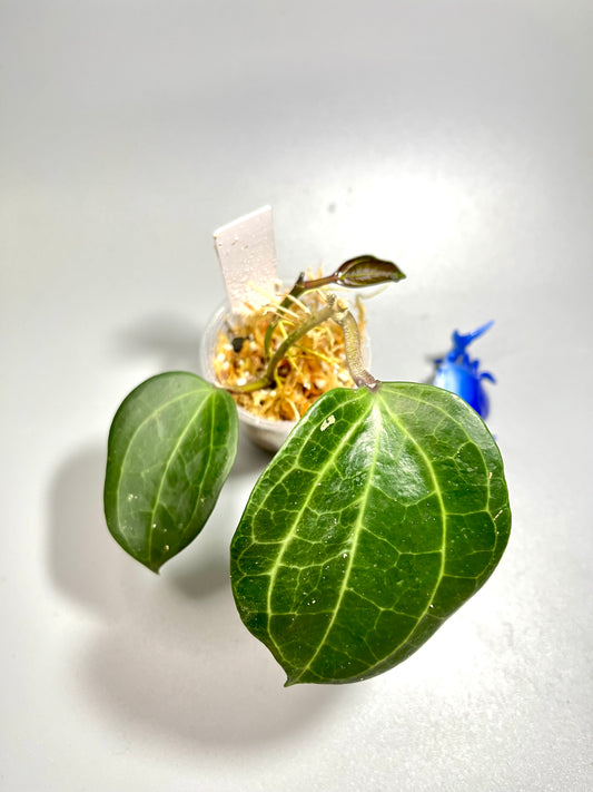 Hoya Latifolia - active growth