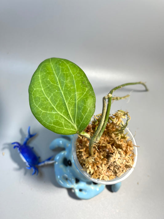 Hoya Hellwigiana - Unrooted
