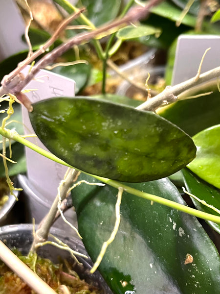 Hoya corneri - fresh cut - 1 node/leaf - Unrooted