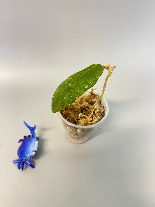 Hoya scortechinii pink - has some roots