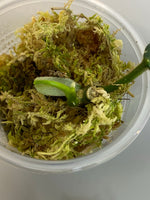 Hoya villosa cao dang / Cao bang- actively growing