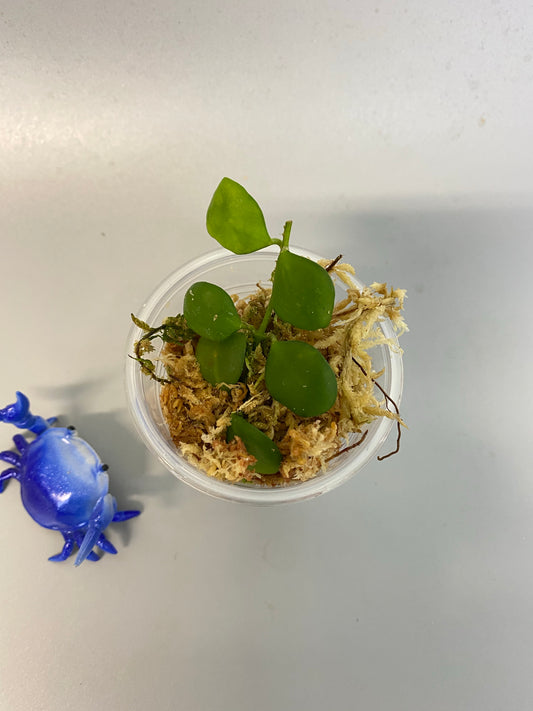 Hoya heuschkeliana pink - has some roots