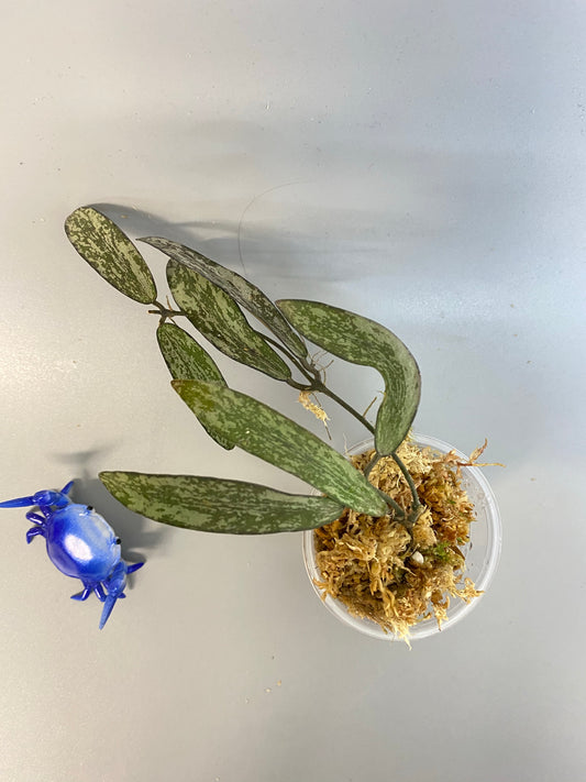 Hoya sigillatis - just starting to root