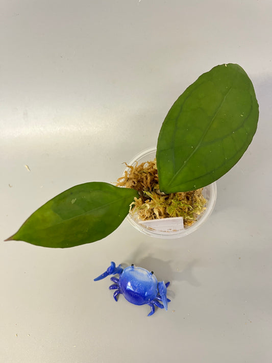 Hoya PMP 176 - joy x Jennifer - Has roots