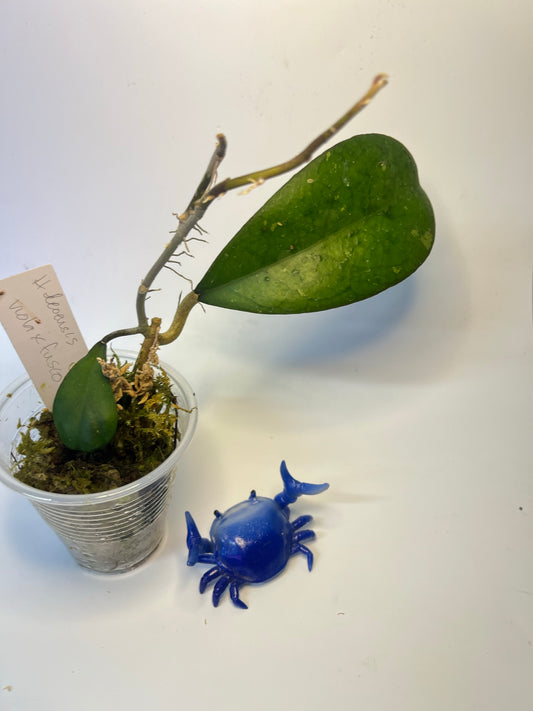 Hoya leoensis (viola x fuscomarginata) - active growth