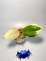 Hoya incrassata albomarginata / ‘eclipse’ - unrooted