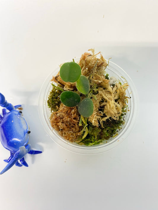 Hoya serpens with some roots