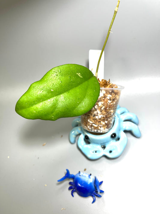 Hoya AH0024 / ah-0024 - Unrooted