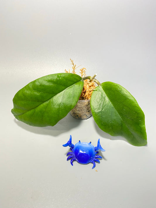 Hoya ah032 - Unrooted