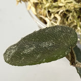 Hoya caudata Sumatra - new growth