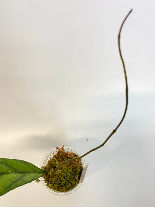 Hoya kalimantan - active growth