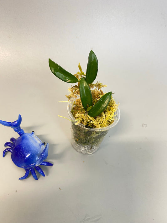 Hoya EPC 319 / PG04 / mini wayettii - active growth