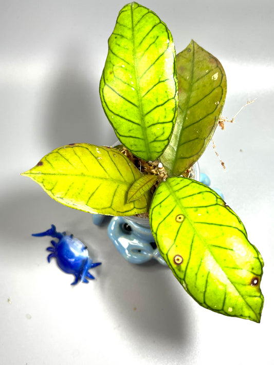 Hoya gunung gading  - Unrooted