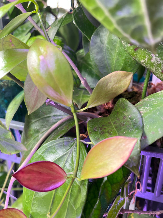 Hoya collina - fresh cut - 2 nodes - unrooted