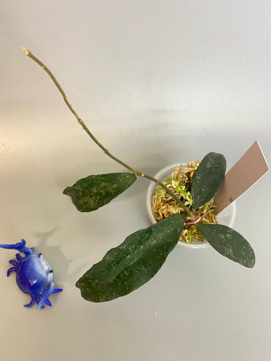 Hoya phuwuaensis - has some roots.