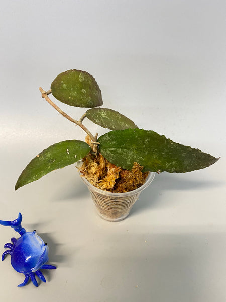 Hoya caudata Sumatra with roots