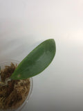 Hoya sp bintulu iml 1646 - fresh cutting