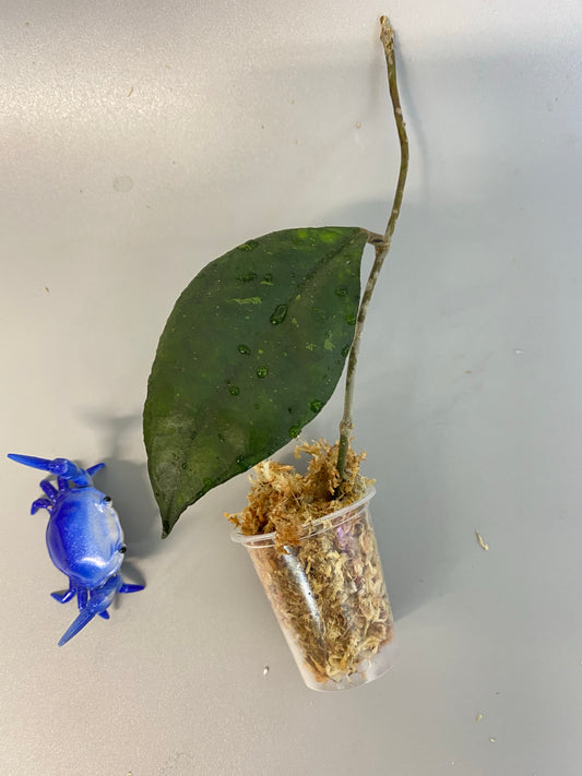 Hoya EPC 392 - aff finlaysonii - type starting to root