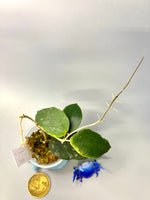Hoya caudata big green leaf - active growth