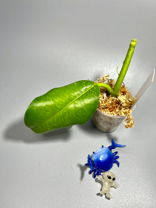 Hoya imperialis Palawan - Unrooted