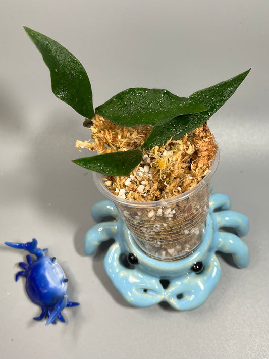 Hoya mirabilis wide short leaf - Unrooted