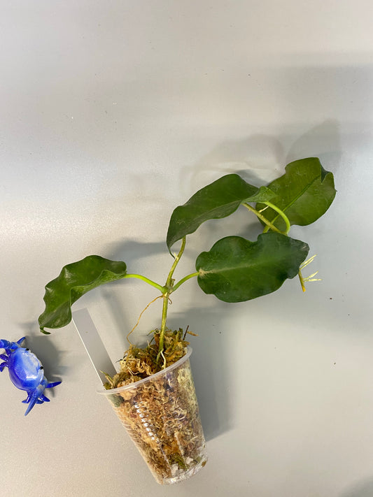 Hoya Macgillivrayi - has large flowers - rooted