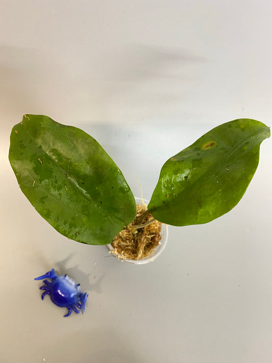 Hoya surigaoensis - has some roots