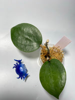 Hoya surigaoensis - unrooted