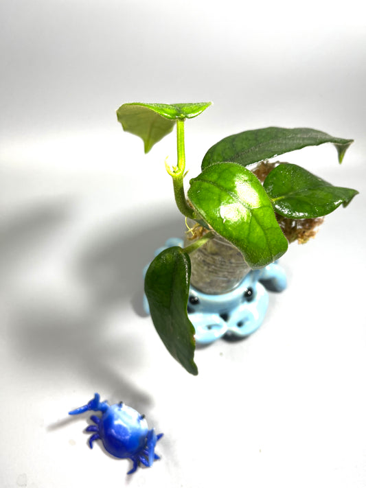 Hoya globulosa - active growth