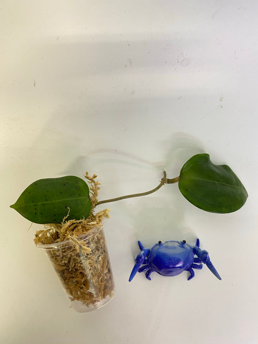 Hoya dolichosparte - unrooted