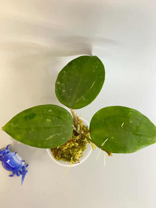 Hoya macrophylla snow queen - growth point forming